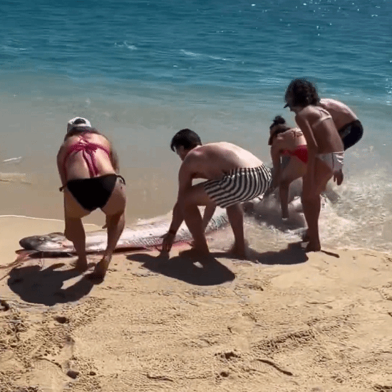 “末日鱼”冲上墨西哥海滩 多名比基尼连手施救