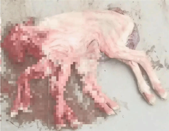 养殖户家降生8条腿